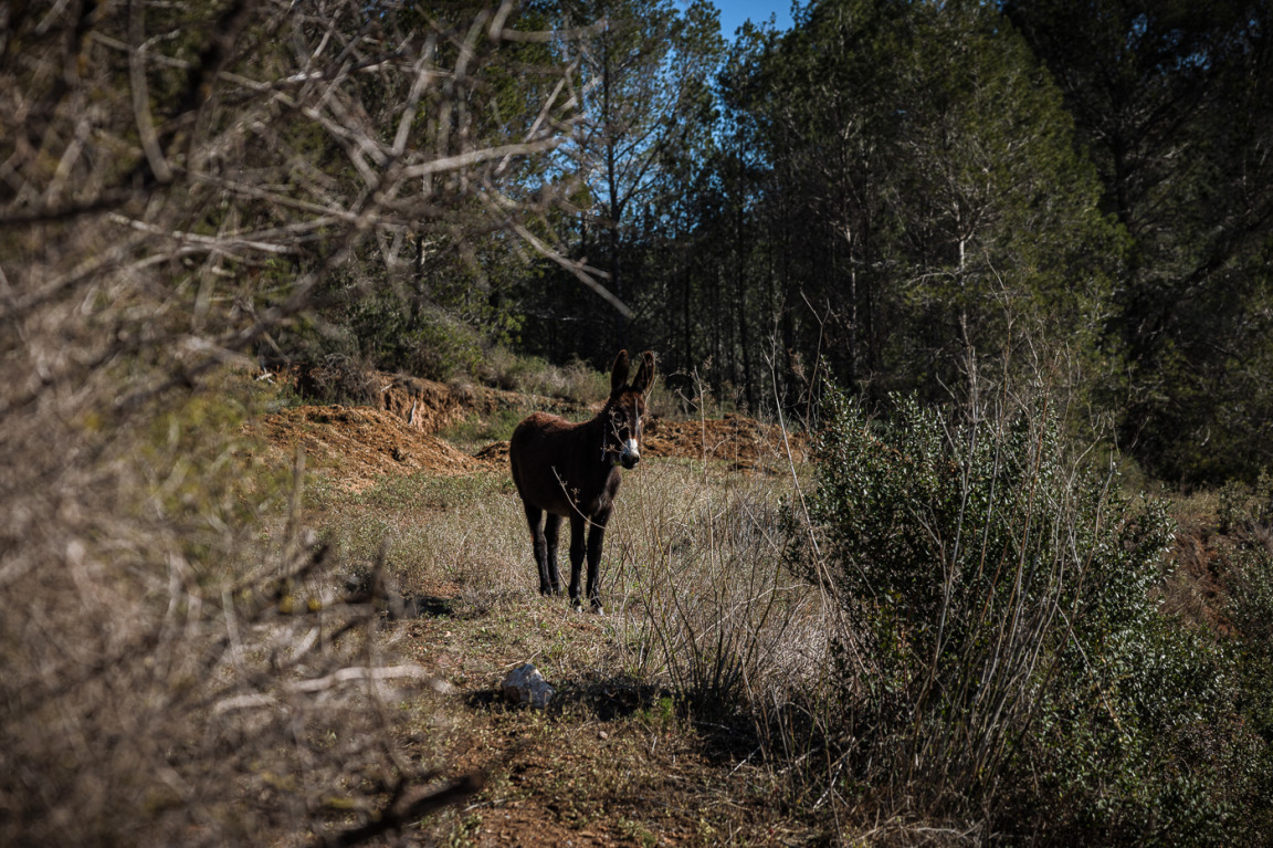 Can Domènech: un refugi vetllat per rucs a Collserola