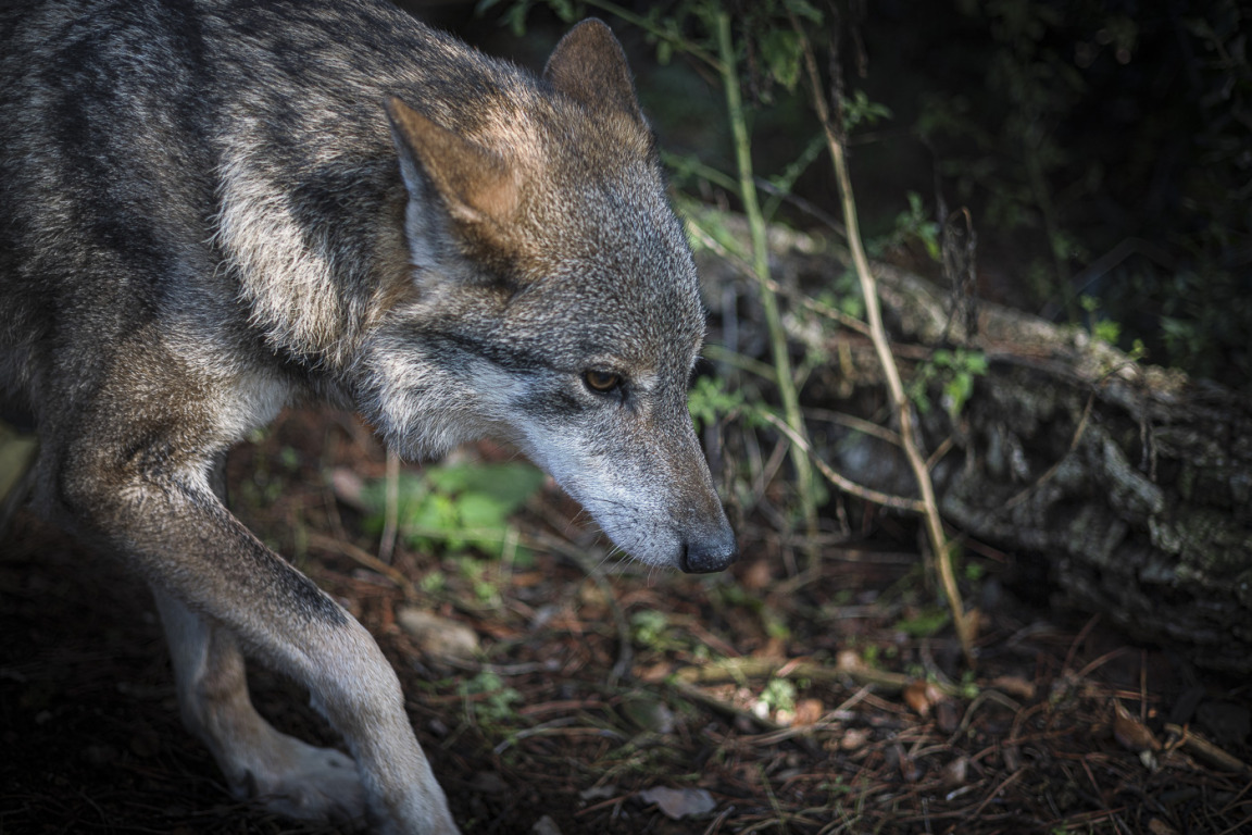 “Que ve el llop!”: conviure amb un animal sentenciat