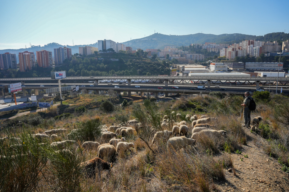 Penjar el bastó a Collserola