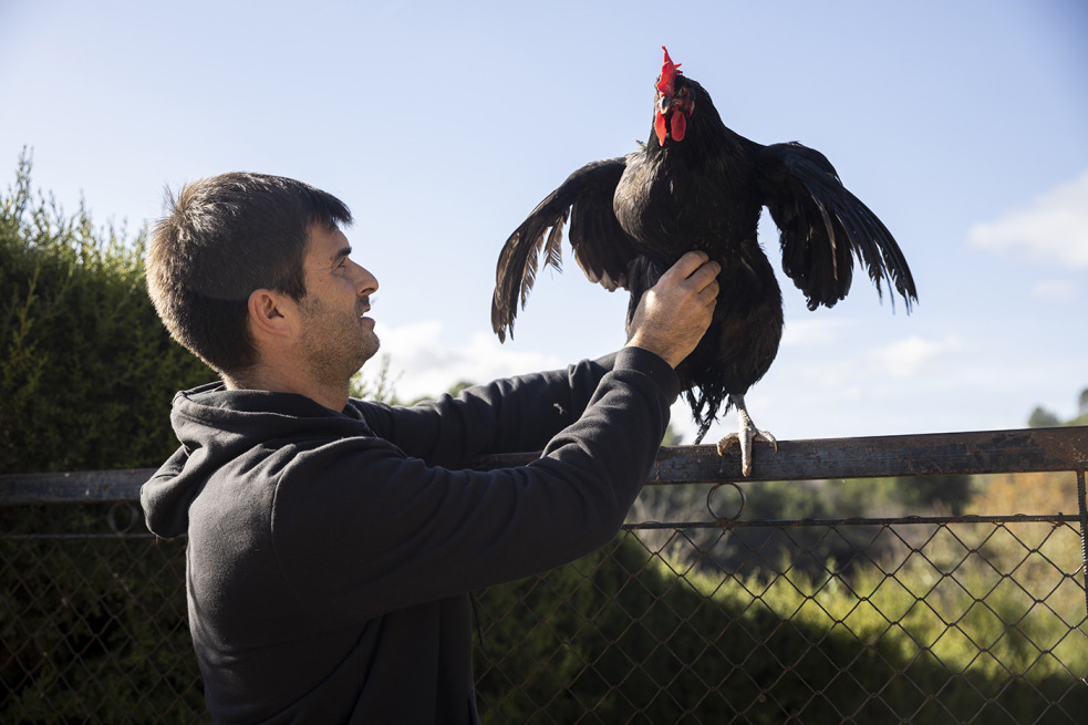 El gall més nostrat del Penedès