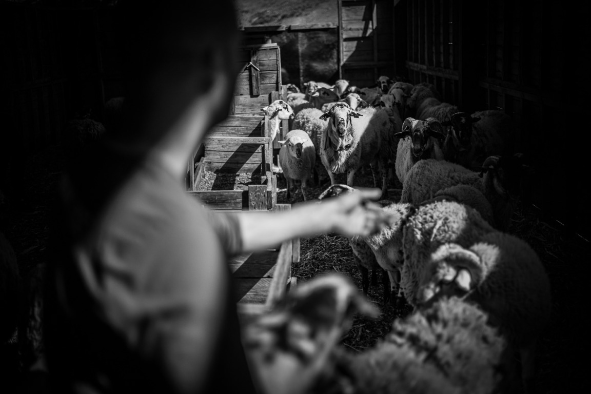 El fracàs de pasturar al Montseny